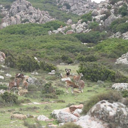 Monastir B&B Il Dodo מראה חיצוני תמונה