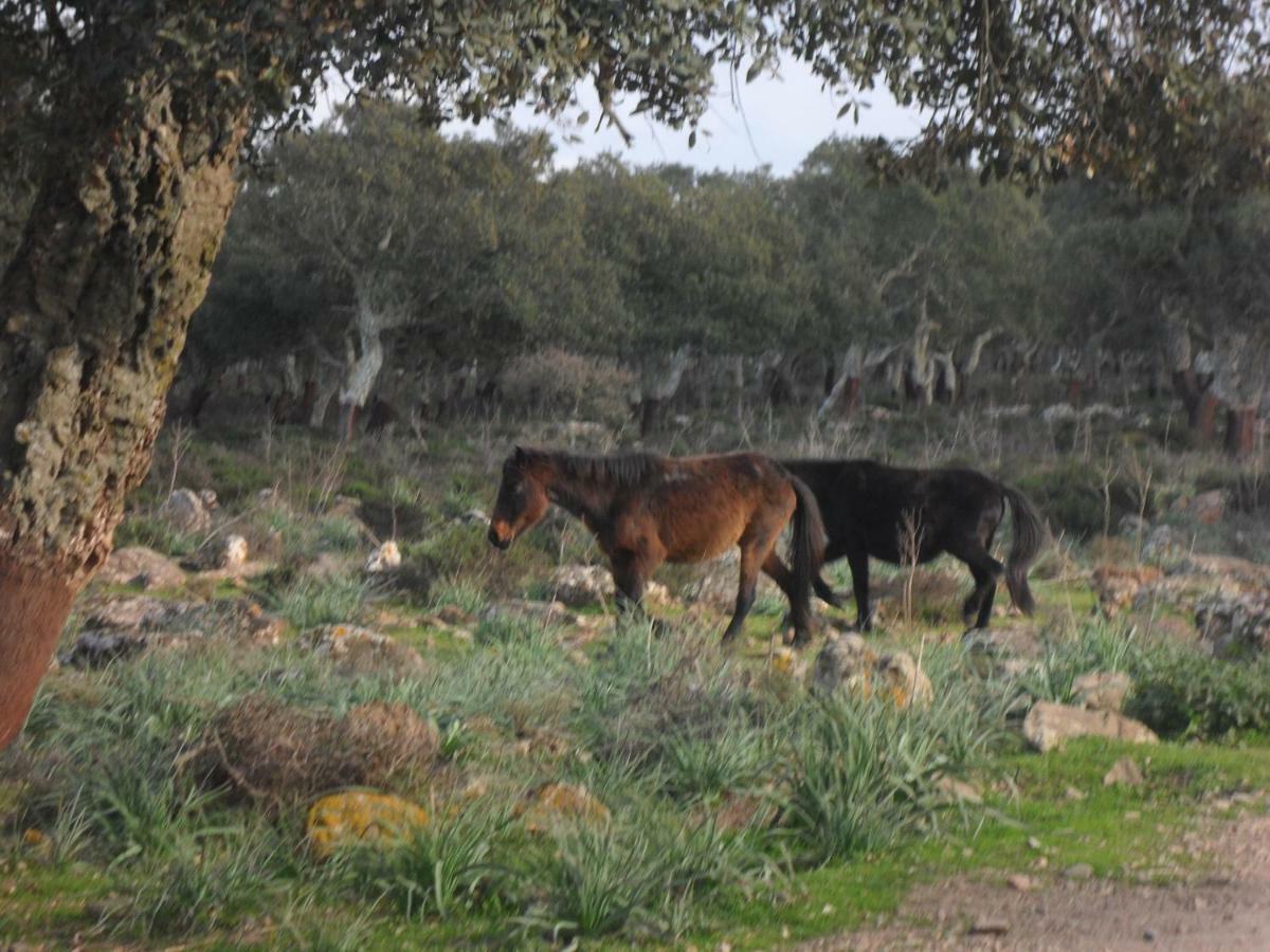 Monastir B&B Il Dodo מראה חיצוני תמונה